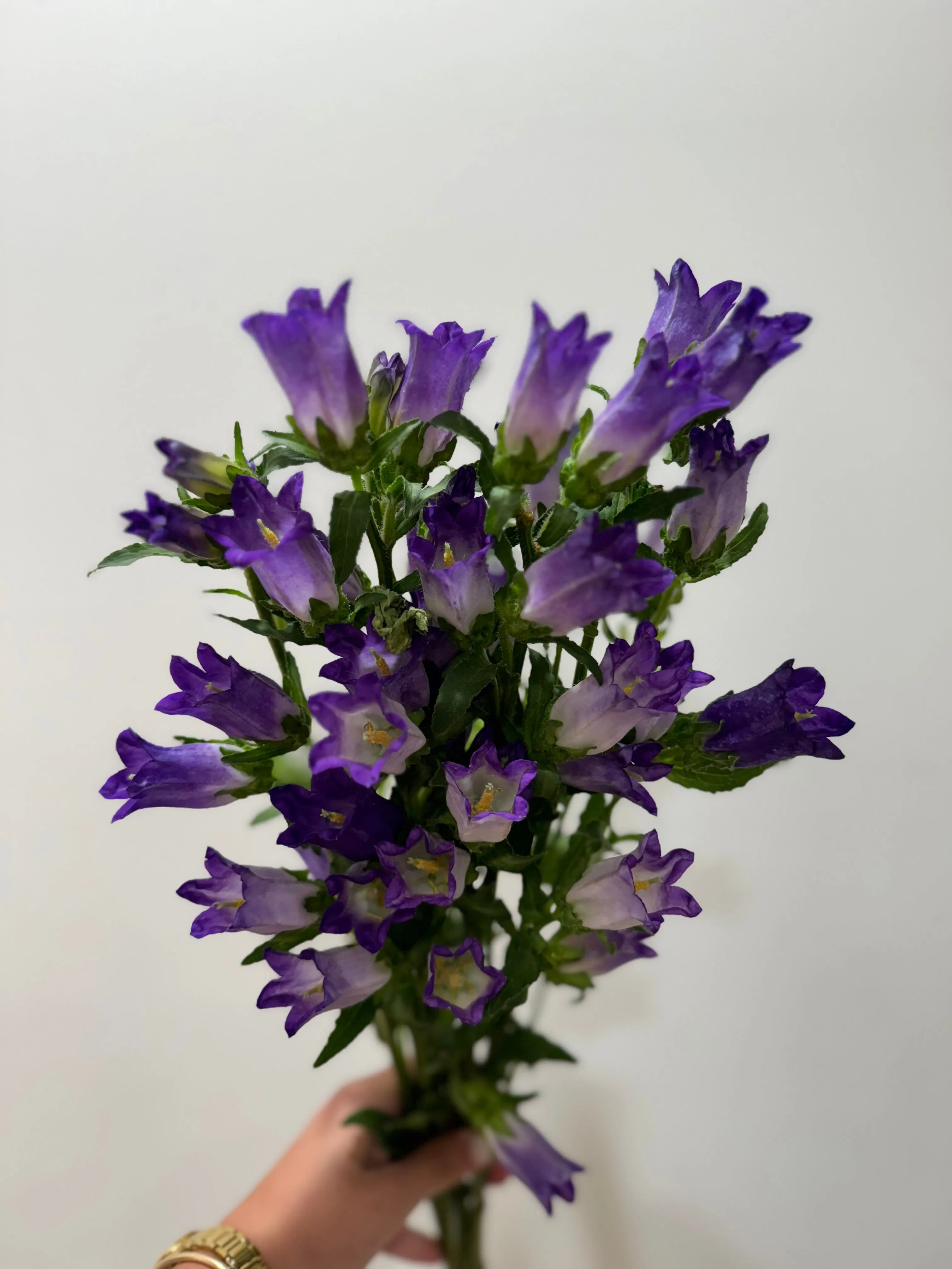 Novelty Campanula Assorted